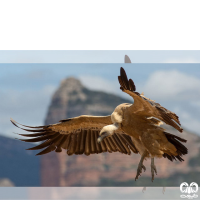 گونه کرکس Eurasian Griffon Vulture